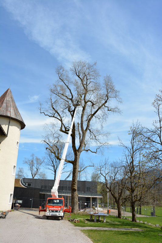 Grossbaumschnitt.jpg